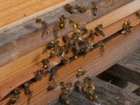 Starke Bienenvölker auf Zander, Carnica sanftmütig München - Au-Haidhausen Vorschau
