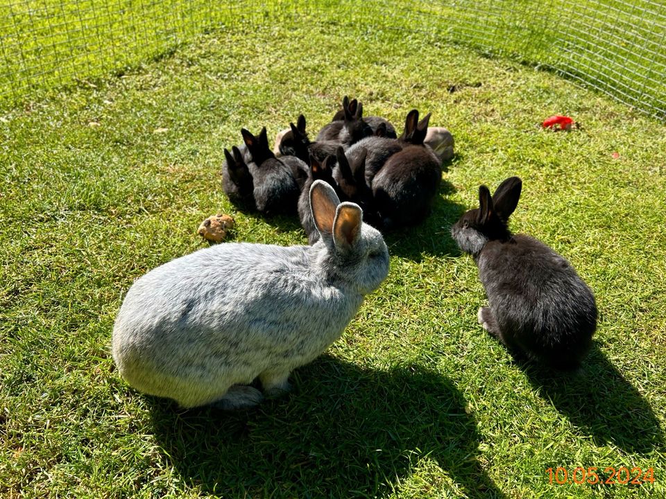 Kaninchen Helle Kleinsilber/Holländer Mischlinge abzugeben in Schönwald im Schwarzwald 