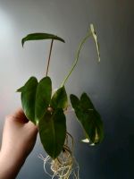 Philodendron burl marx, Zimmerpflanze Buchholz-Kleefeld - Hannover Groß Buchholz Vorschau