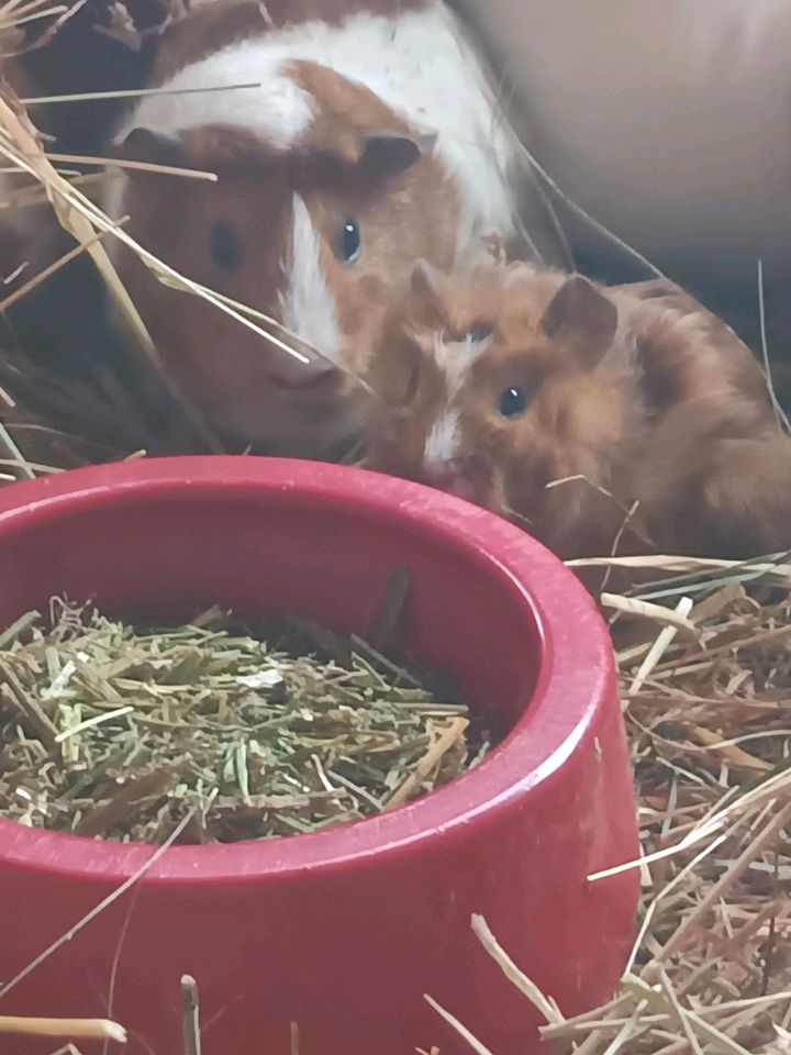 Luzerne Mix  Futter  für Pferde Kaninchen Meerschweinchen Hühner in Ellingen