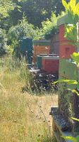 Bienenvolk Buckfast auf Dadant US mit Königin aus 2023 Hamburg-Nord - Hamburg Fuhlsbüttel Vorschau
