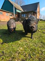 Minihängebauch Schwein Schleswig-Holstein - Jevenstedt Vorschau