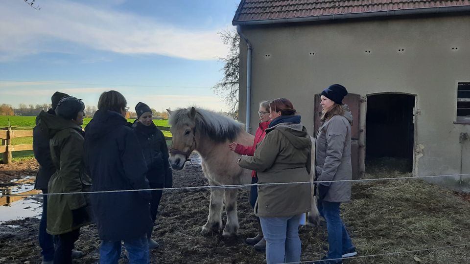 Biete 1.Hilfe Kurs für Pferde in Glandorf
