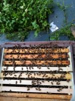 Bienen Völker zu verkaufen Nordrhein-Westfalen - Bedburg-Hau Vorschau