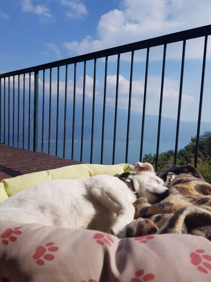 Traumaussicht Gardasee Ferienhaus Ferienwohnung Hund ab in Wiesentheid