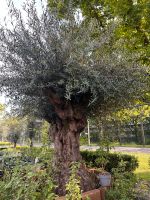 Olivenbaum - perfekt für den Haus-Garten, inkl. Lieferung Düsseldorf - Bilk Vorschau