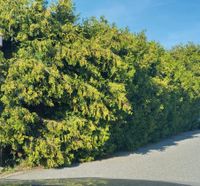 Heckenschnitt/Laubentfernung/Gartenabfall Bayern - Essenbach Vorschau