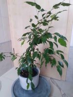 95 cm birkenfeige ficus benjamina groß Zimmerpflanze grün Nordrhein-Westfalen - Iserlohn Vorschau