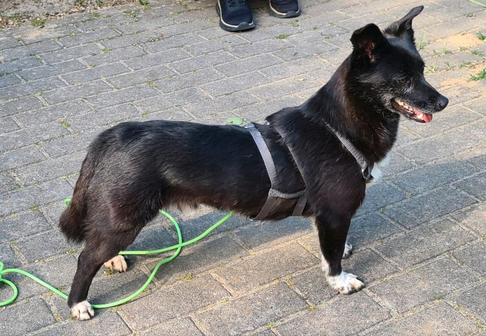 Traumhafter Cane sucht souveränen Ersthund in Wismar (Meckl)