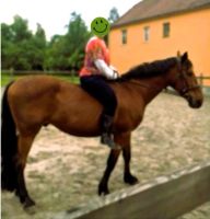 Pferd / Wallach abzugeben Sachsen - Hochkirch Vorschau
