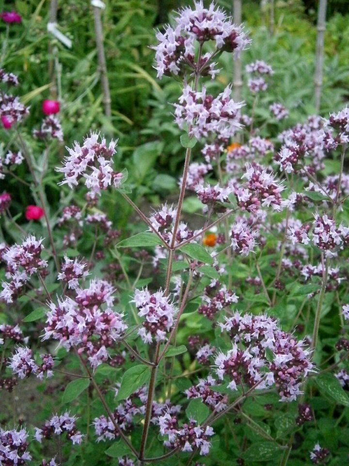 KRÄUTERSAMEN: OREGANO (WILDER MAJORAN) ODER KATZENMINZE in Lutherstadt Wittenberg