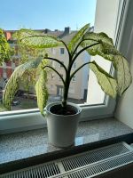 Dieffenbachia Zimmerpflanze, Grünpflanze ca 70cm Dortmund - Innenstadt-West Vorschau