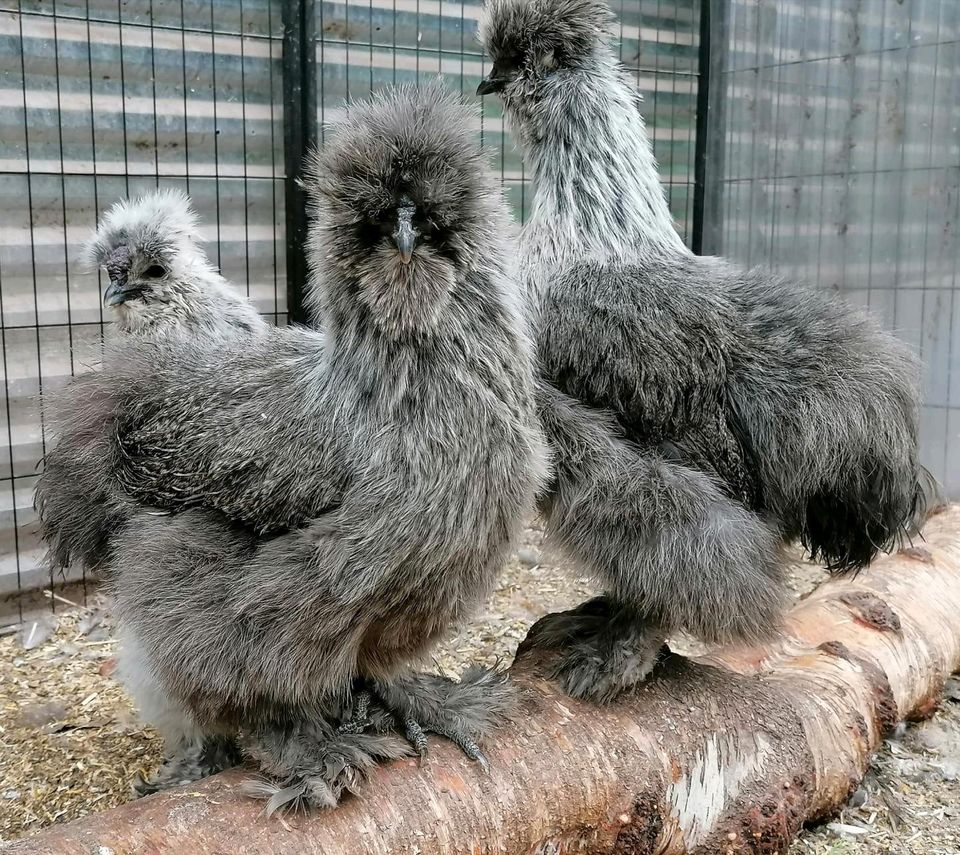 Seidenhühner BE silberwild groß mit Bart in Odisheim