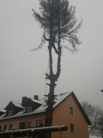 Baumfällung/ Baumpflege/ Baum Fällen Feldmoching-Hasenbergl - Feldmoching Vorschau