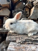 Mini Lop Häsin Zwergkaninchen Zwergwidder Leipzig - Plagwitz Vorschau