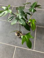 Philodendron Florida Green Düsseldorf - Bilk Vorschau