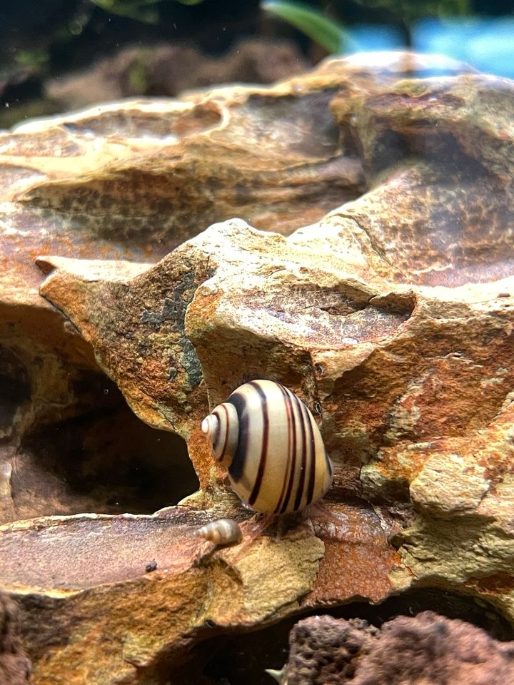 Aquarien Schnecken in Köln