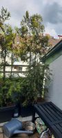 3 x Thuja 2 Meter hoch Hadern - Blumenau Vorschau