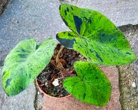 Colocasia Mojito - M10 Hessen - Obertshausen Vorschau