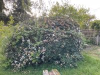Rhododendren Sorte „Cunninghams White“ Niedersachsen - Bergen Vorschau