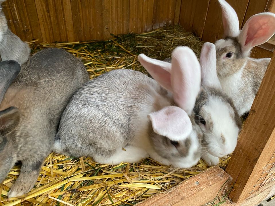 Deutsche Riesen Mix Kaninchen männlich Jungtiere in Essen (Oldenburg)