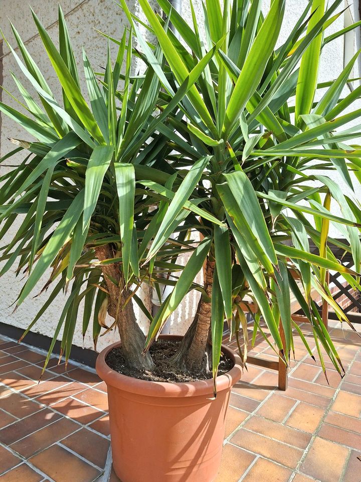 Yucca-Palme 180cm in Spremberg