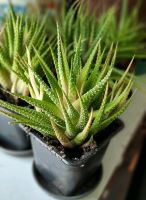 Haworthia  evtl. Limifolia Zimmerpflanze Sukkulente Rheinland-Pfalz - Daun Vorschau