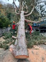 Baum Fällungen, Spezial Fällungen mit Kran, Bäume fällen Baden-Württemberg - Bönnigheim Vorschau