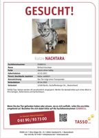 ❗️Vermisst ❗️Katze BKH silbergrau tabby Berlin - Tempelhof Vorschau