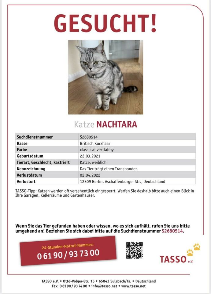 ❗️Vermisst ❗️Katze BKH silbergrau tabby in Berlin