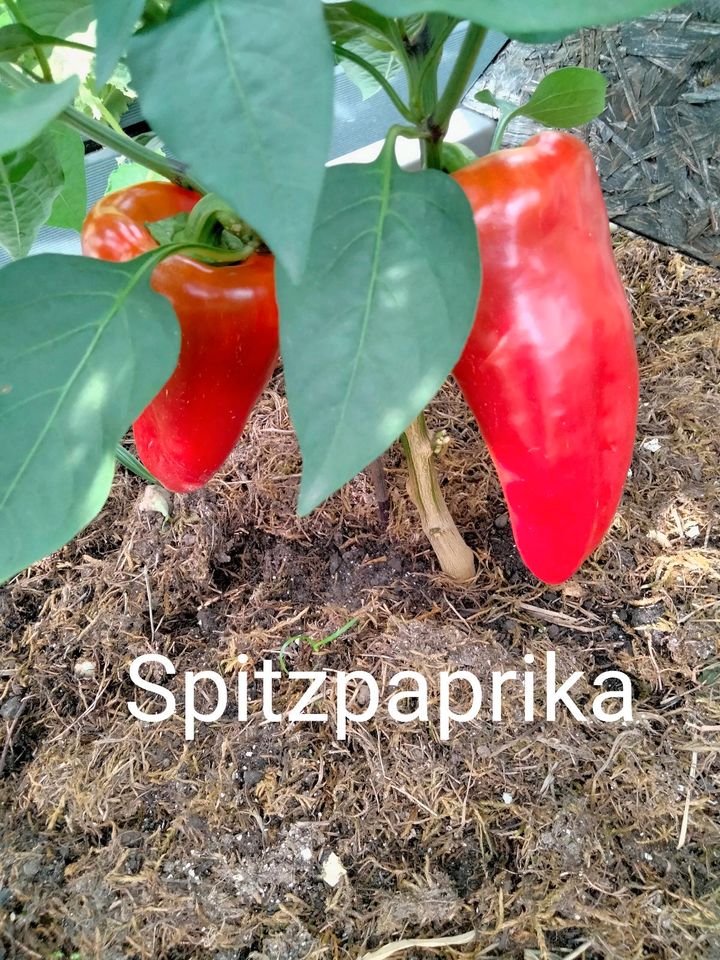 Paprika Pflanzen in verschiedenen Sorten in Ahaus