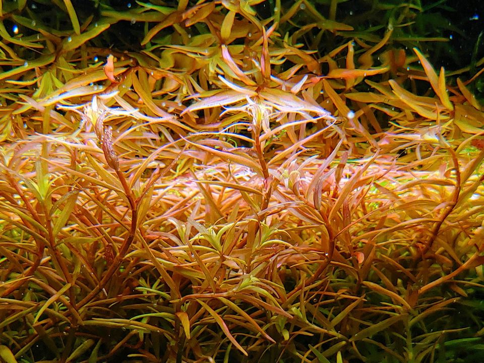 Rotala Orange Juice Wasserpflanze Aquarium in Regensburg