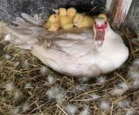 Enten, Ente, Warzenenten, Stummenten, Entenküken Baden-Württemberg - Lahr (Schwarzwald) Vorschau