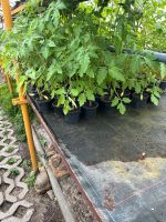 Tomatenpflanzen Sachsen - Lichtenau Vorschau