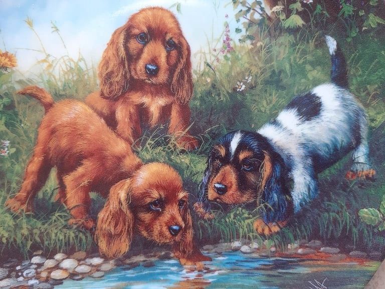 Cocker Spaniel Teller Hunde Welpen Porzellan Jagdhund Sammlung in Nürnberg (Mittelfr)