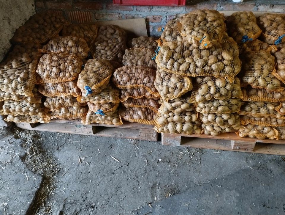 Kartoffel  Speisekartoffeln  Leider Ausverkauft in Bismark (Altmark)