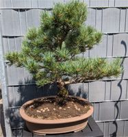 Bonsai MÄDCHENKIEFER ca 60 Jahre alt Baden-Württemberg - Ettlingen Vorschau