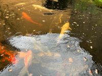 Koifische ca 45 cm Rheinland-Pfalz - Frei-Laubersheim Vorschau