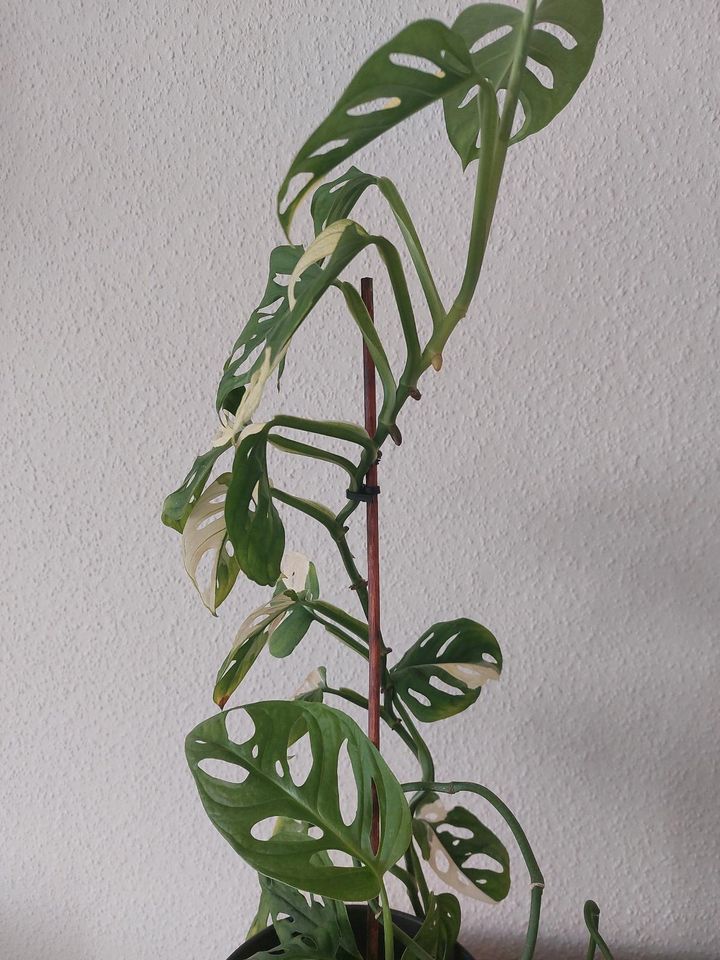 Monstera variegata adansonii Ableger in Berlin