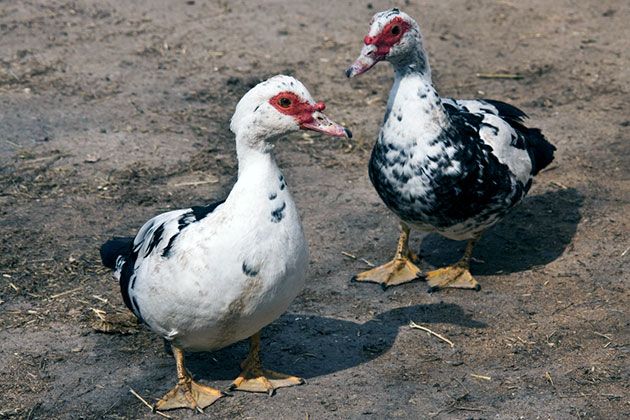 Wir verkaufen Enten Flugenten Warzenenten Reinrassig Hünchen Hahn in Mannheim