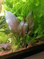 ☘️Lagenandra meeboldii Rot, Wasserpflanze, Aquariumpflanze / 3€*☘ Rheinland-Pfalz - Minfeld Vorschau