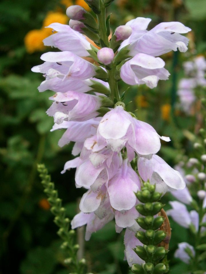 STAUDENSAMEN: GELENKBLUME PHYSOSTEGIA LILA in Lutherstadt Wittenberg