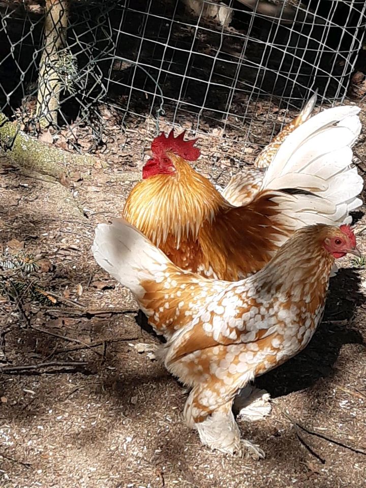 Eier Federfüßige Zwerge Gelb mit weißen Tupfen in Langenweißbach