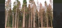 Suche Käferholz Durchforstung Rodung Bäume Tanne Wald Nadelholz Baden-Württemberg - Efringen-Kirchen Vorschau