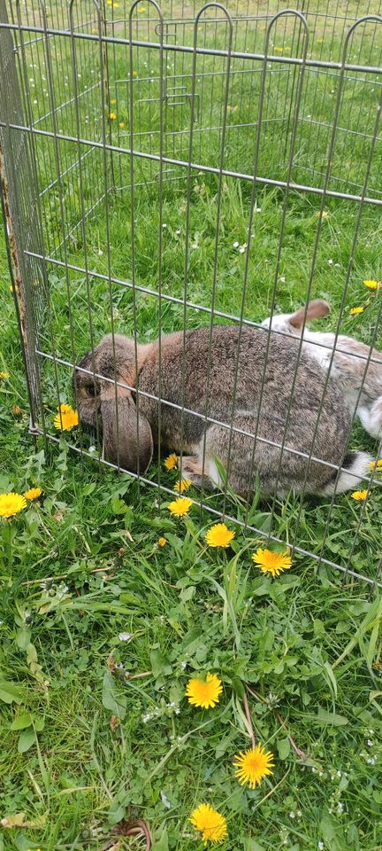 Kaninchen Widderkaninchen wird bis 4,5kg in Hoyerswerda