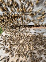 Bienenschwarm vom Imker einfangen lassen -Schützen Sie die Natur Rheinland-Pfalz - Hillesheim am Rhein Vorschau