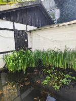 Wasserpflanzen: Seerosen, Wasserlilien, Wasserpest...kräftig Nordrhein-Westfalen - Gelsenkirchen Vorschau