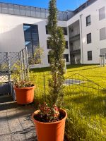 Terrassenpflanze Gartenpflanze Kr. Altötting - Burghausen Vorschau