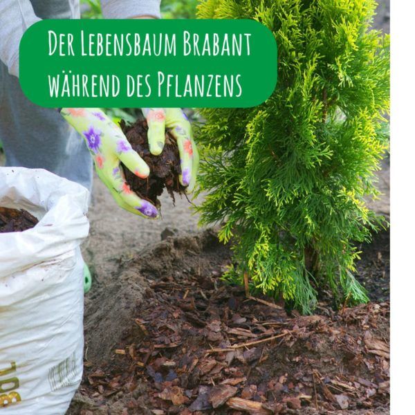 Lebensbaum Thuja Brabant in Wardenburg