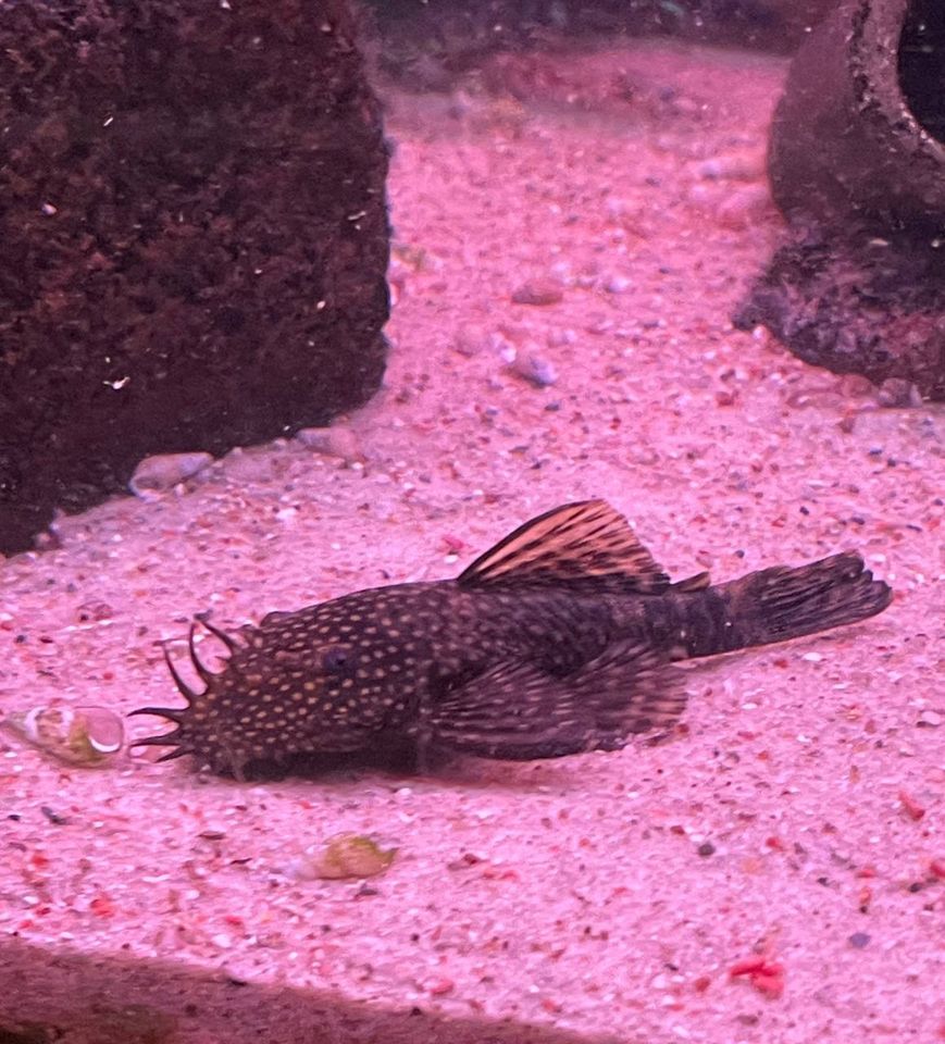 Brauner Antennenwels Ancistrus Wels Aquarium Fische in Bochum